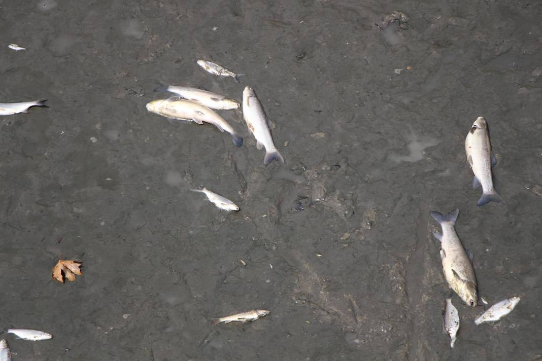 Oltasını kapan nehre akın etti. Zabıta balıkçıları uyardı - Resim: 10