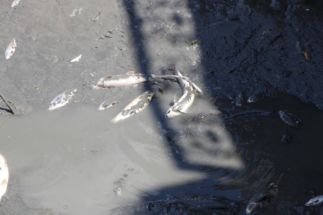 Oltasını kapan nehre akın etti. Zabıta balıkçıları uyardı - Resim: 3