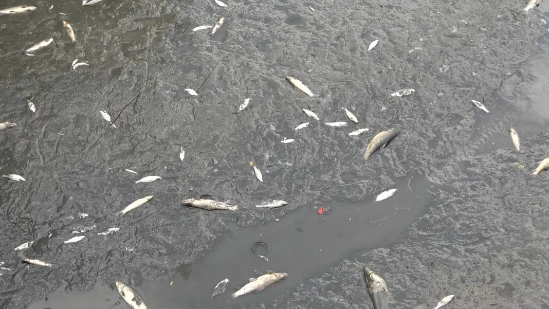 Oltasını kapan nehre akın etti. Zabıta balıkçıları uyardı - Resim: 4