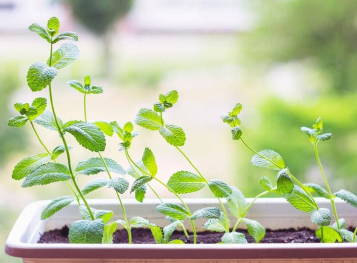 Pencerenin önünde yetiştirdiğiniz nane bakın ne işe yarıyor - Resim: 7