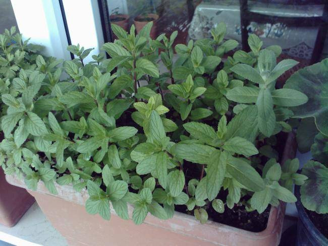 Pencerenin önünde yetiştirdiğiniz nane bakın ne işe yarıyor - Resim: 13