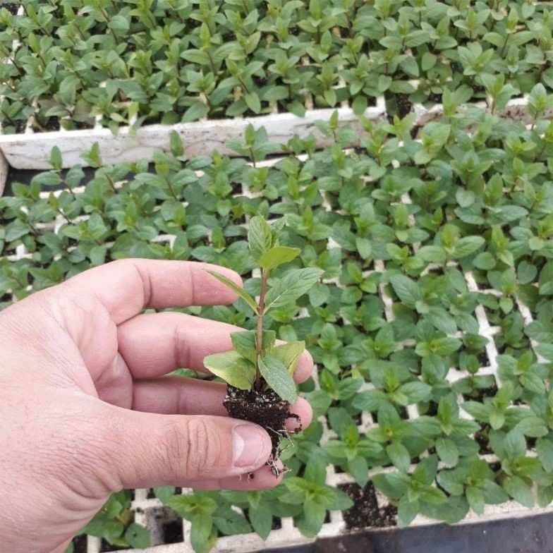 Pencerenin önünde yetiştirdiğiniz nane bakın ne işe yarıyor - Resim: 5