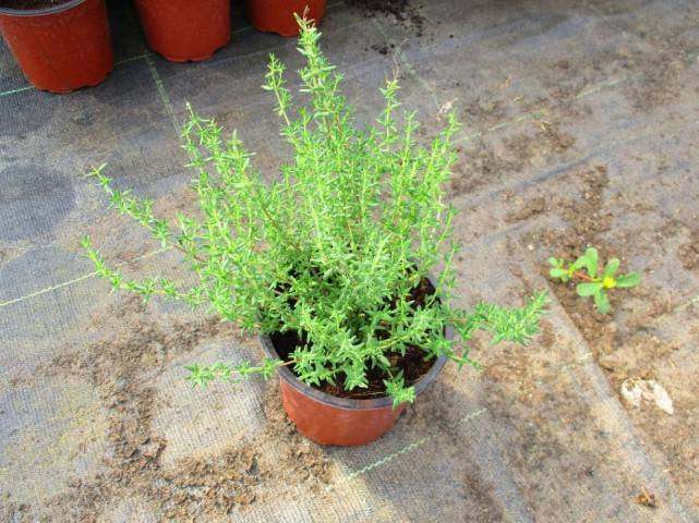 Pencerenin önünde yetiştirdiğiniz nane bakın ne işe yarıyor - Resim: 14