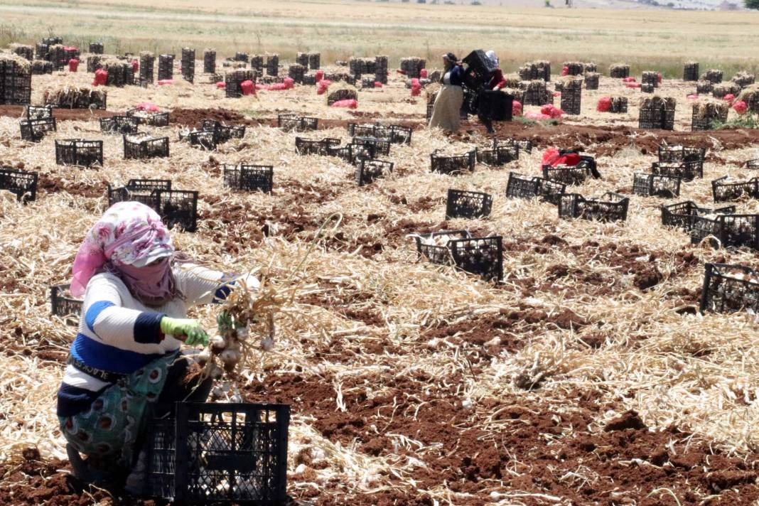 Tarlada 50 markette 100 lira! 8 bin işçiyle hasadı başladı - Resim: 1