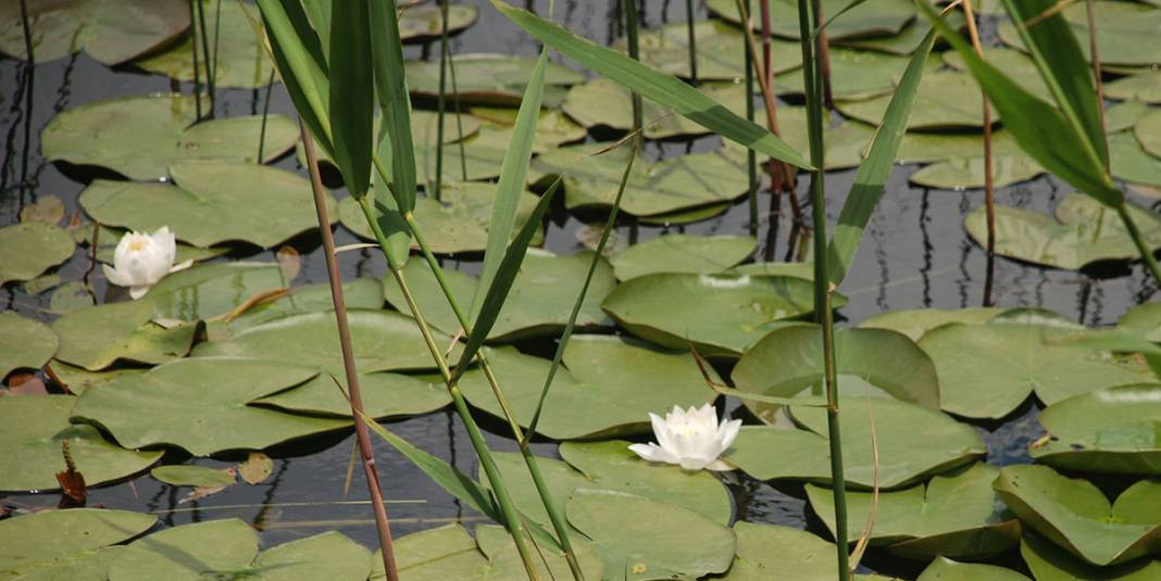 Cezasını duyunca yanından geçemeyeceksiniz. Tam 387 bin lira - Resim: 10