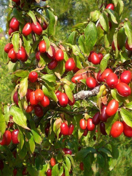 Kalbini seven bol bol yesin. Doğal kan sulandırıcı - Resim: 7