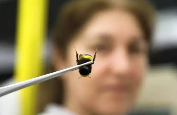 Türkiye’de üretiliyor 25 ülkeye ihraç ediliyor. İlk üç ayın getirisi 20 milyon Euro - Resim: 7