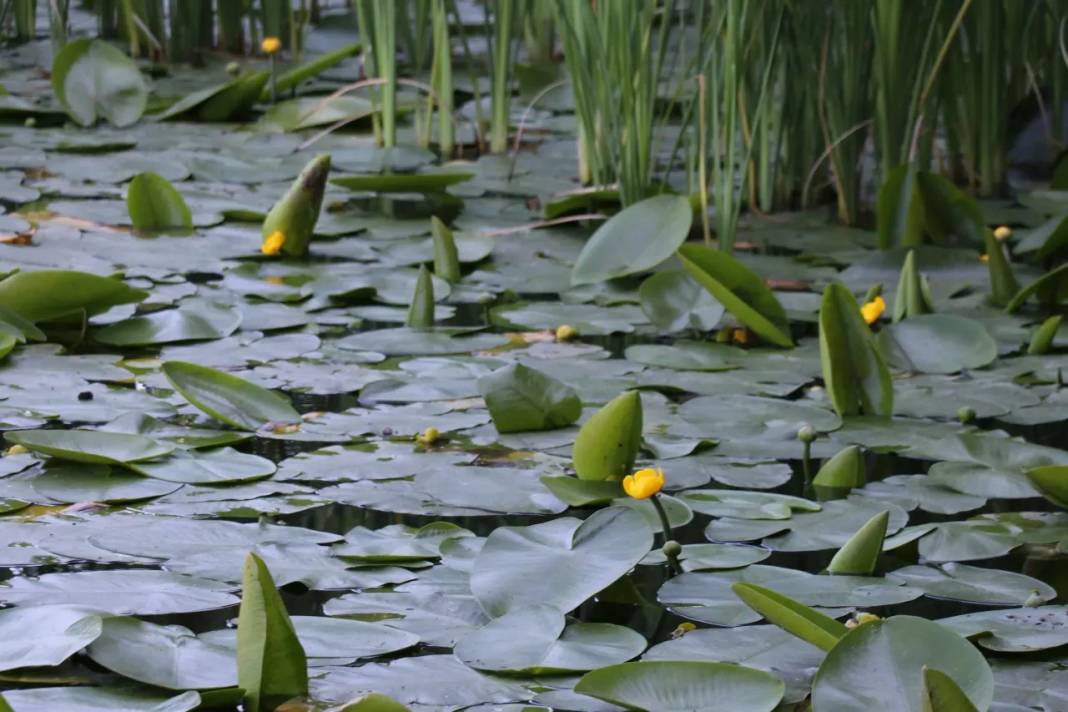 Cezasını duyunca yanından geçemeyeceksiniz. Tam 387 bin lira - Resim: 9