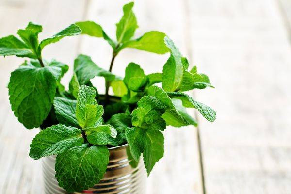 Pencerenin önünde yetiştirdiğiniz nane bakın ne işe yarıyor - Resim: 6