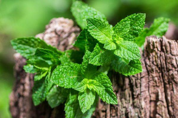 Pencerenin önünde yetiştirdiğiniz nane bakın ne işe yarıyor - Resim: 19