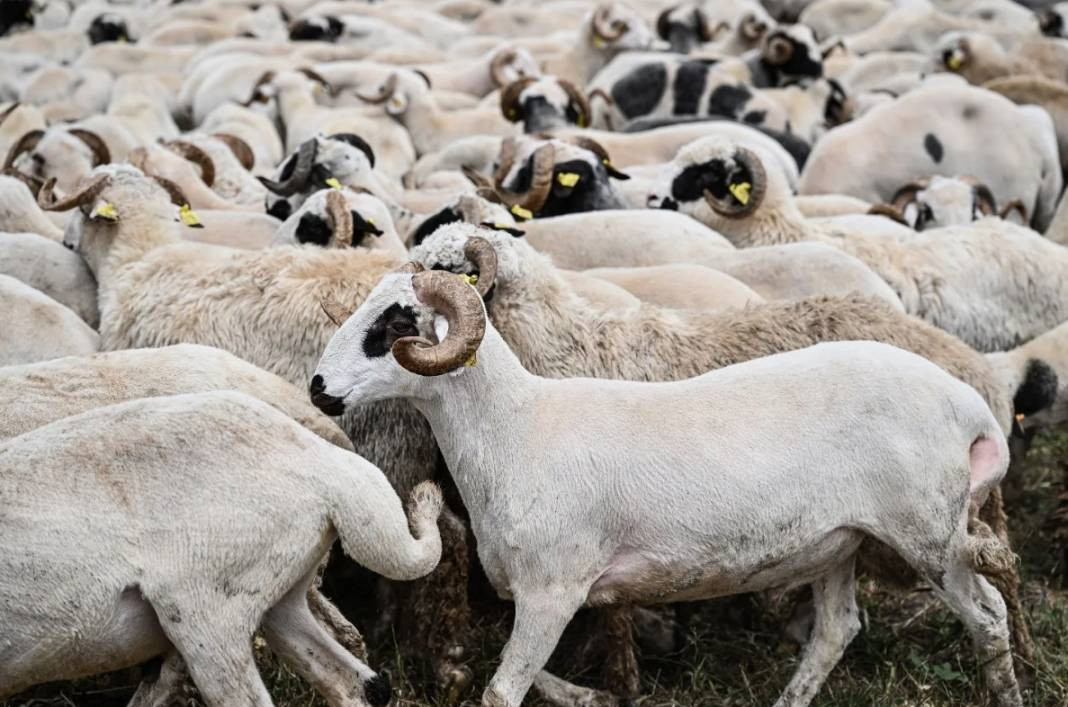 Kurbanlık alacaklar dikkat. Bu 5 belirti varsa... - Resim: 4