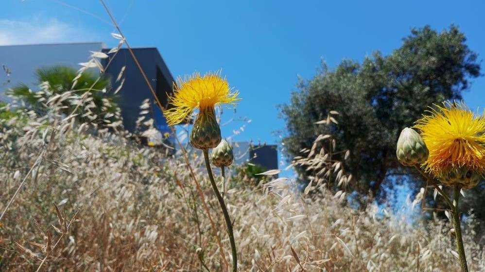 Bu çiçeği koparan yandı. Özel izinle dokunmak serbest - Resim: 5