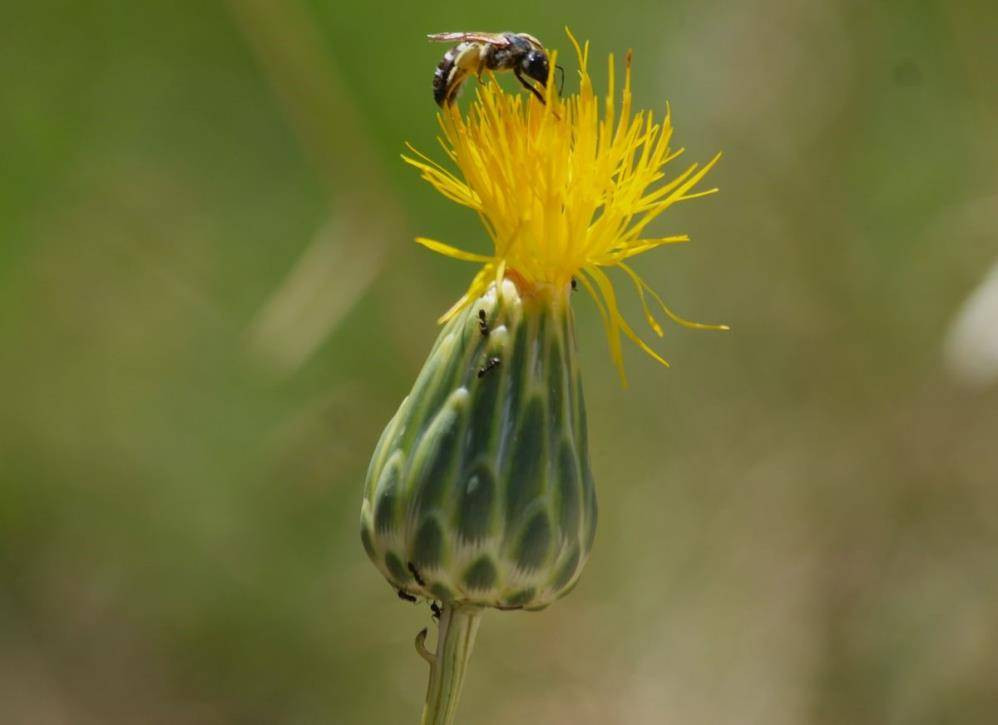 Bu çiçeği koparan yandı. Özel izinle dokunmak serbest - Resim: 2