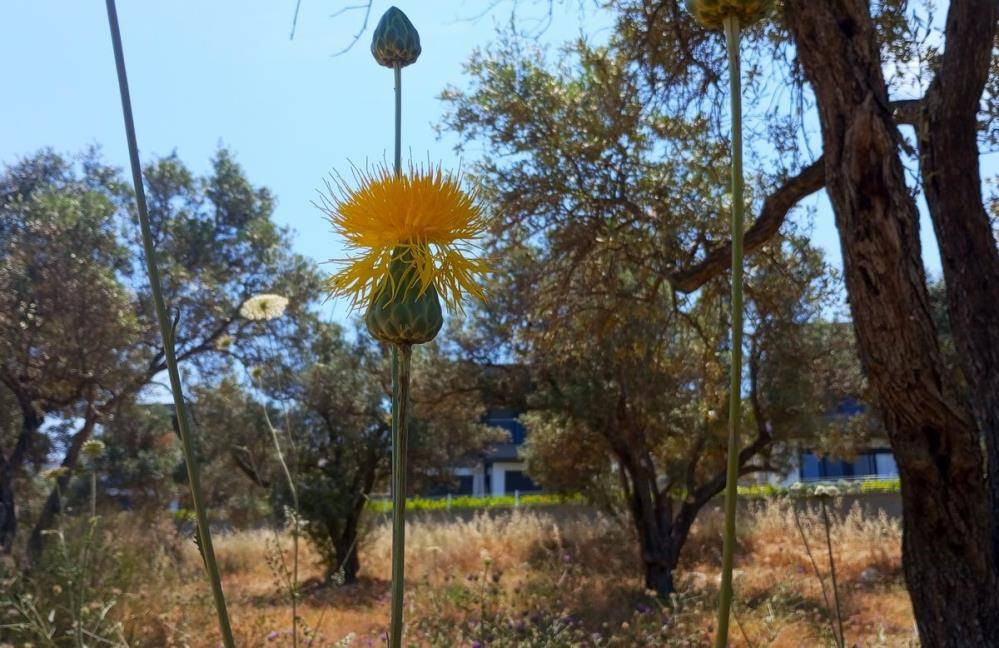 Bu çiçeği koparan yandı. Özel izinle dokunmak serbest - Resim: 3