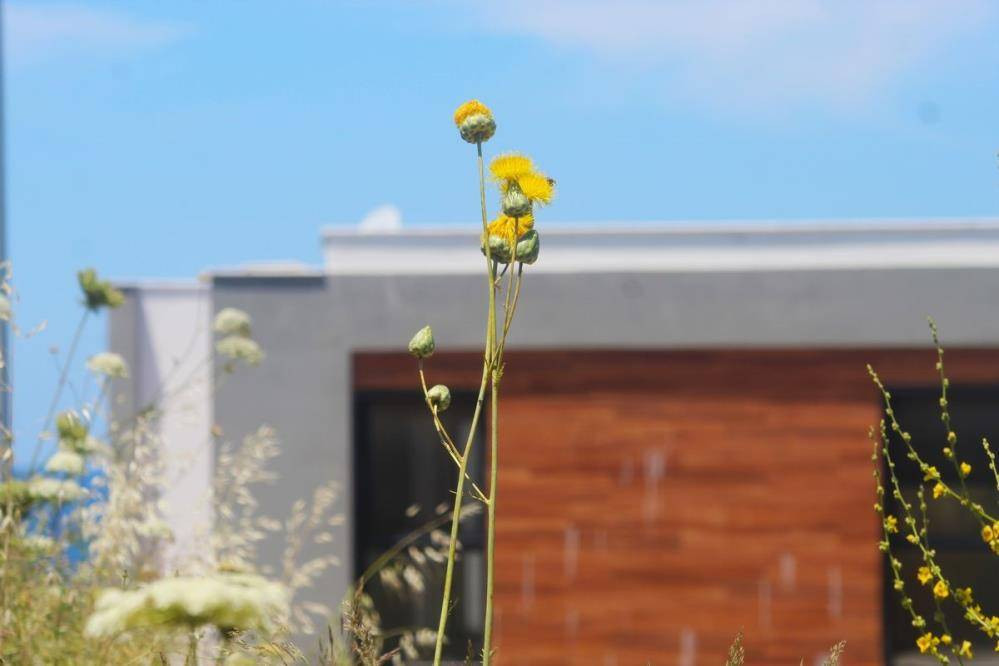 Bu çiçeği koparan yandı. Özel izinle dokunmak serbest - Resim: 7