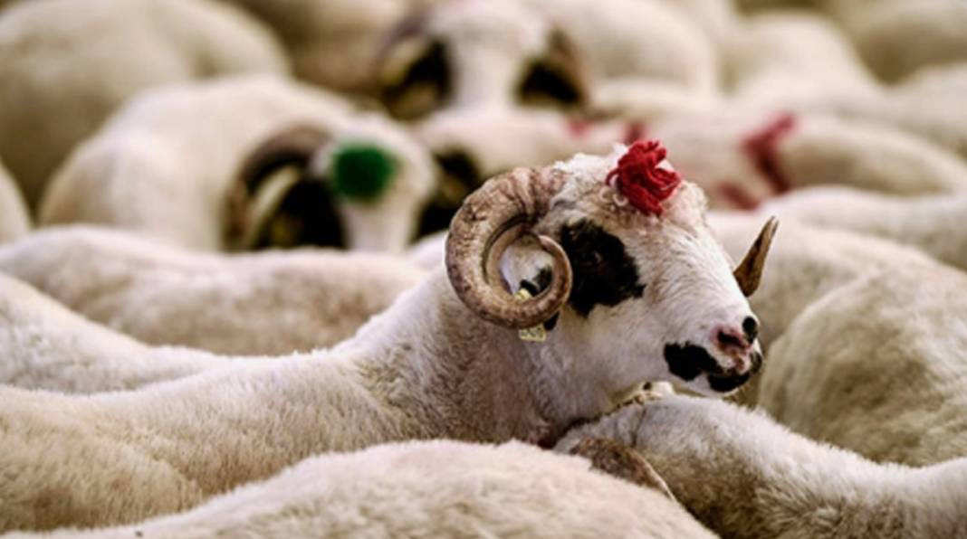 Kurbanlık alacaklar dikkat. Bu 5 belirti varsa... - Resim: 1