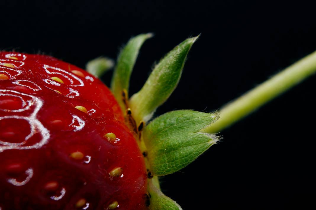 Çilekler hakkında bilmediğiniz 50 bilgi - Resim: 4