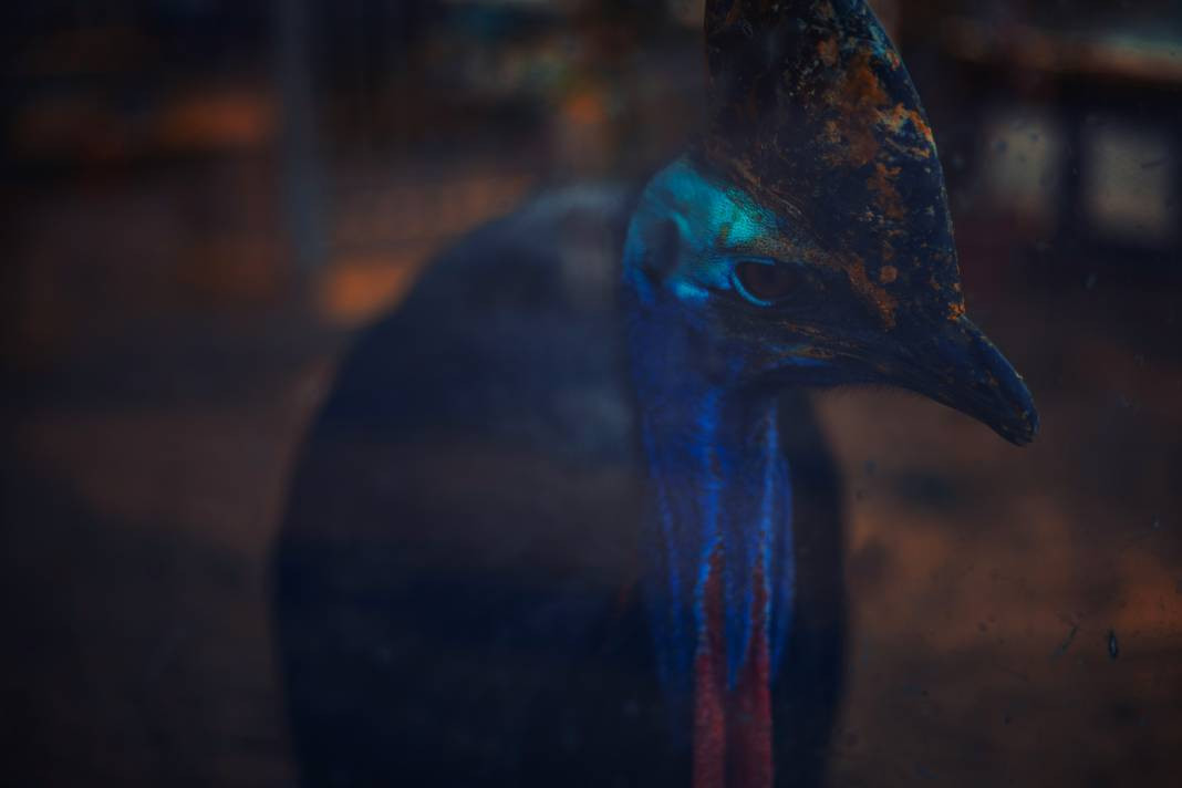 Dünyanın en tehlikeli kuşu yok oluyor - Resim: 7