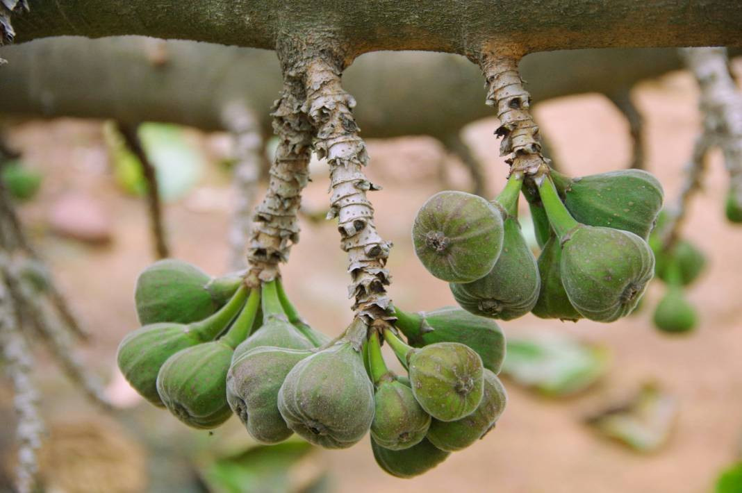 İncir yemeden önce bilmeniz gereken 20 gerçek - Resim: 7