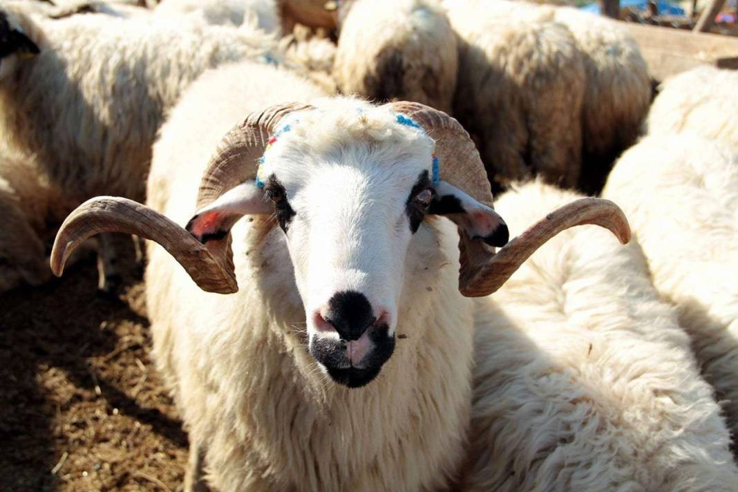 Kurbanlık alacaklar dikkat. Bu 5 belirti varsa... - Resim: 8