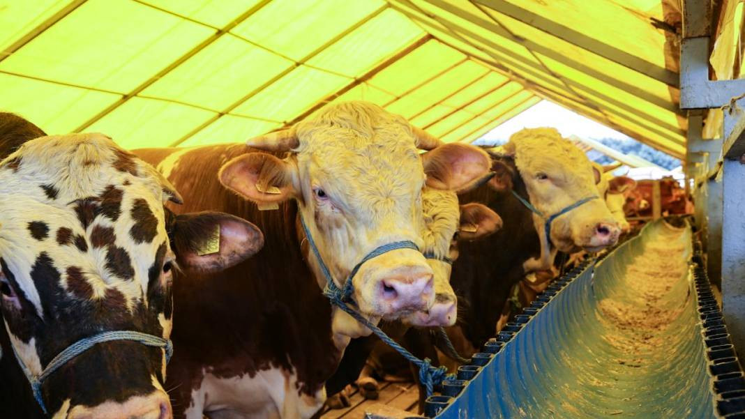 Uzmanı uyardı: Kurban etini bu şekilde yiyin - Resim: 6