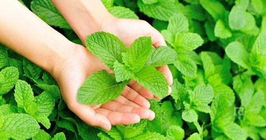 Pencerenin önünde yetiştirdiğiniz nane bakın ne işe yarıyor - Resim: 10