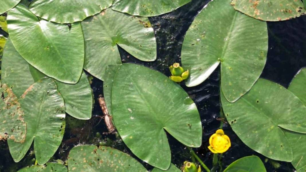 Cezasını duyunca yanından geçemeyeceksiniz. Tam 387 bin lira - Resim: 4