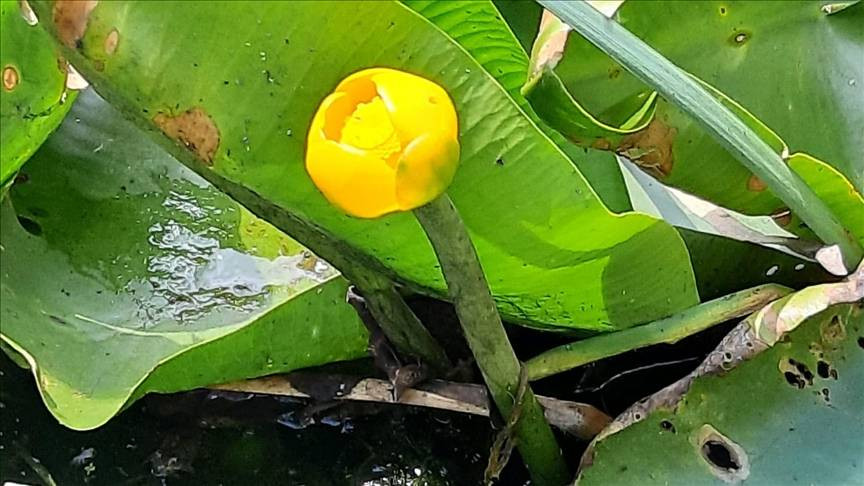 Cezasını duyunca yanından geçemeyeceksiniz. Tam 387 bin lira - Resim: 2