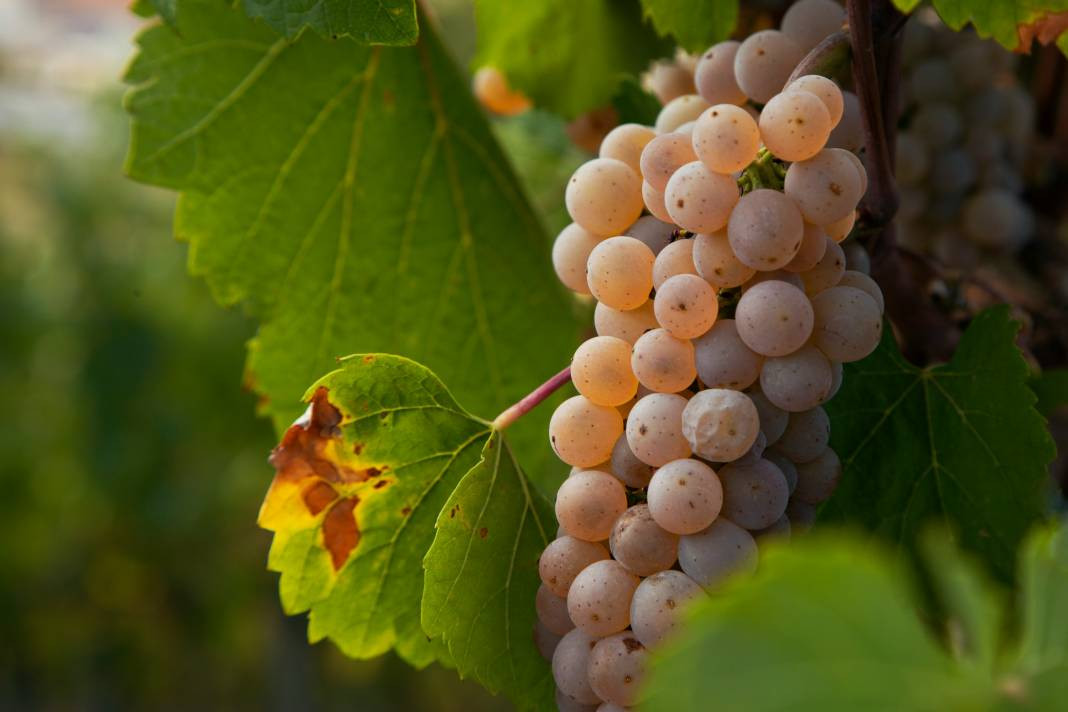 Üzüm yemeden önce bilmeniz gereken 20 gerçek - Resim: 3