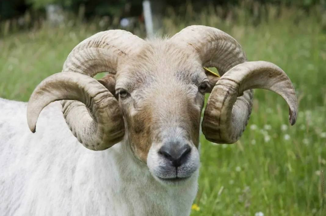 Kurbanlık alacaklar dikkat. Bu 5 belirti varsa... - Resim: 3