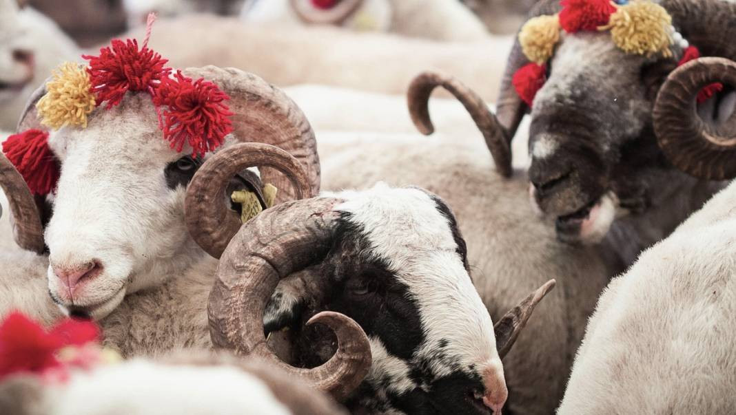 Kurbanlık alacaklar dikkat. Bu 5 belirti varsa... - Resim: 2