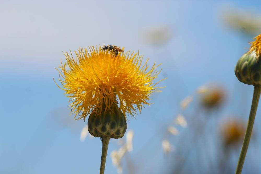Bu çiçeği koparan yandı. Özel izinle dokunmak serbest - Resim: 9