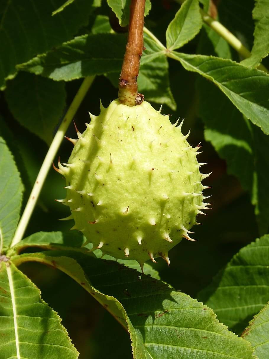 Bedava topluyorlar tanesini 15 TL'ye satıyorlar. Klima etkisi yapan meyve - Resim: 2