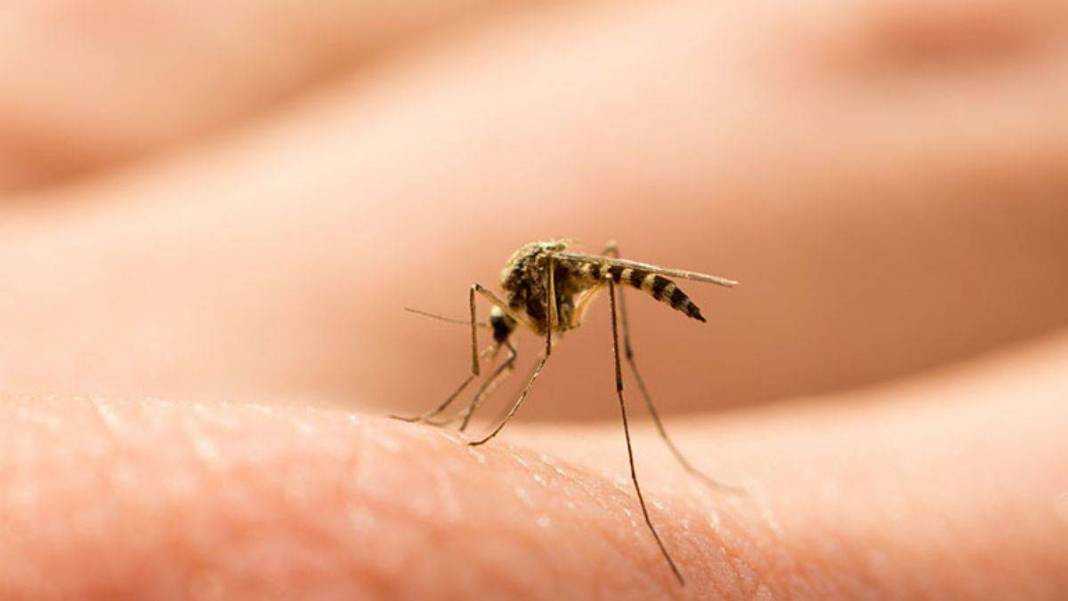 Sivrisinek ısırınca bunu sakın yapmayın. İnternette her okuduğunuzu deneyip sağlığınızdan olmayın - Resim: 5