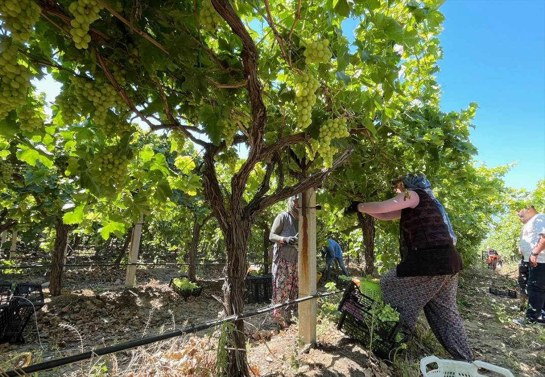 Yaşlanmayı durduran çekirdeksiz meyve. Bahçede kilosu 35 markette 100 TL - Resim: 6