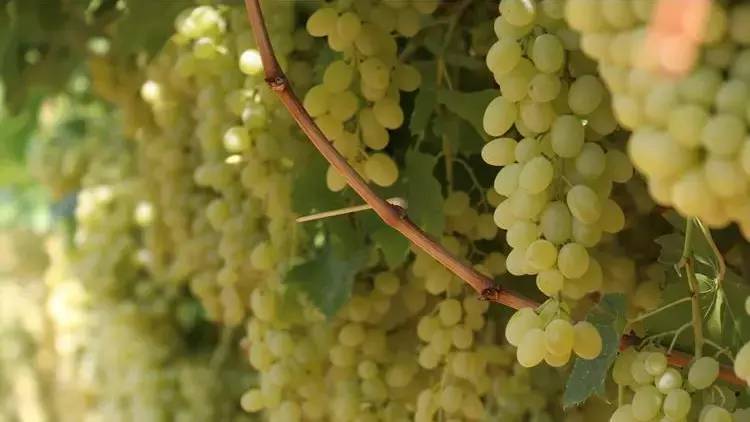 Yaşlanmayı durduran çekirdeksiz meyve. Bahçede kilosu 35 markette 100 TL - Resim: 8