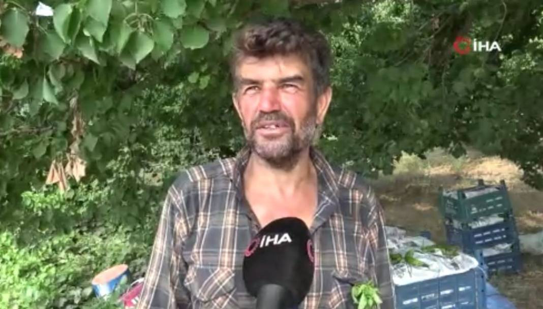 Kilosu tarlada 25 TL'den gidiyor büyük ilgi görüyor. 40 derecenin altında hasat ediliyor - Resim: 2