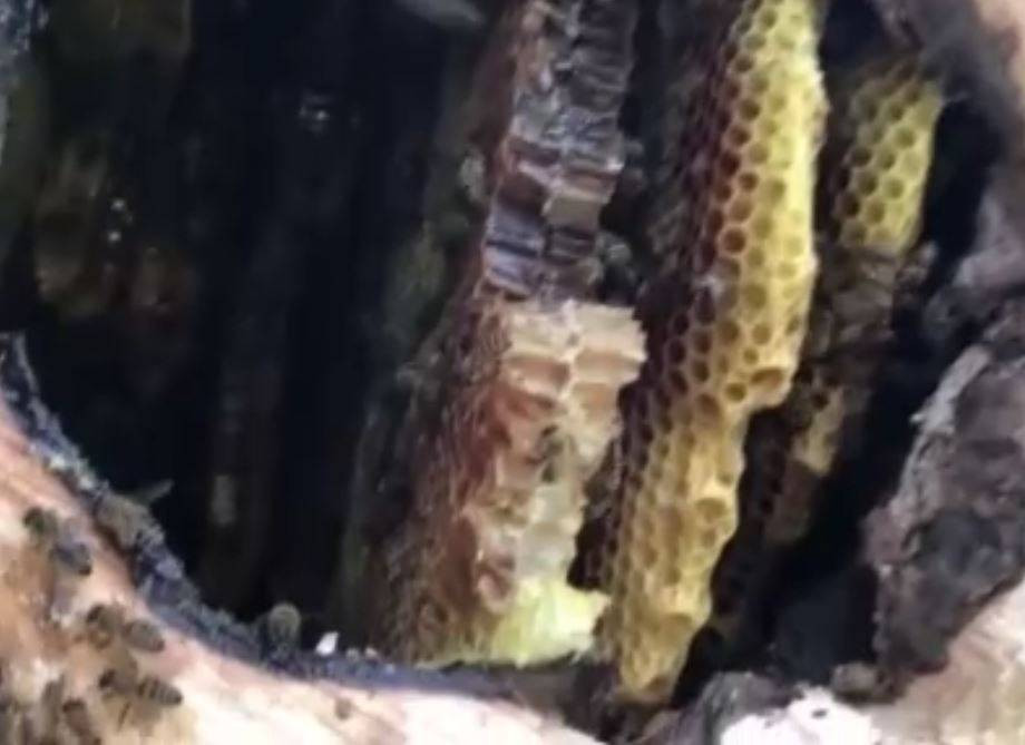 Su kenarından takip edip yuvalarına ulaşıyorlar! Kilogramını 4 bin liradan satıyorlar - Resim: 2