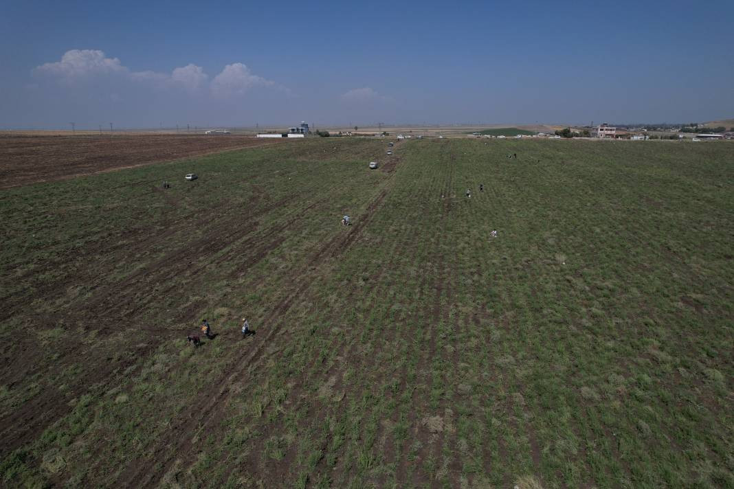 Çok sevilen sebzeyi bedava yaptı vatandaş çuval çuval aldı. Kahvaltıda bile yeniyor kilosu 15 TL - Resim: 6