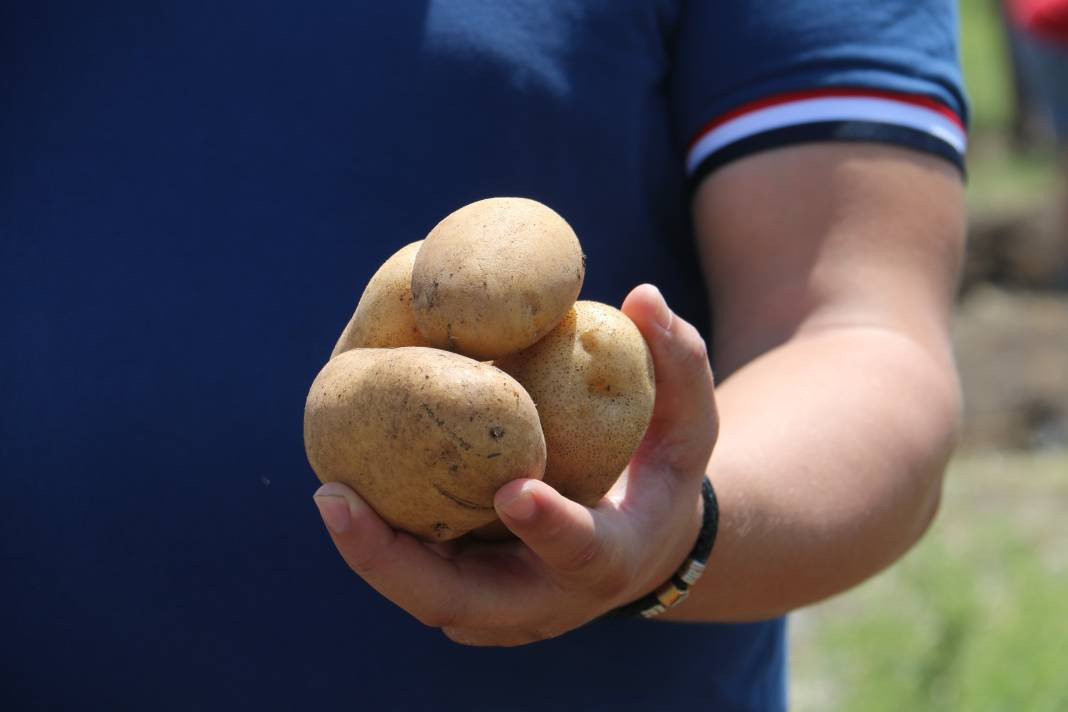 Çok sevilen sebzeyi bedava yaptı vatandaş çuval çuval aldı. Kahvaltıda bile yeniyor kilosu 15 TL - Resim: 8