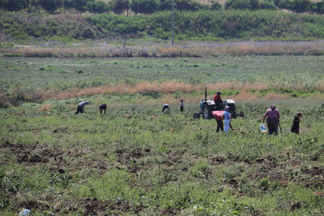 Çok sevilen sebzeyi bedava yaptı vatandaş çuval çuval aldı. Kahvaltıda bile yeniyor kilosu 15 TL - Resim: 3
