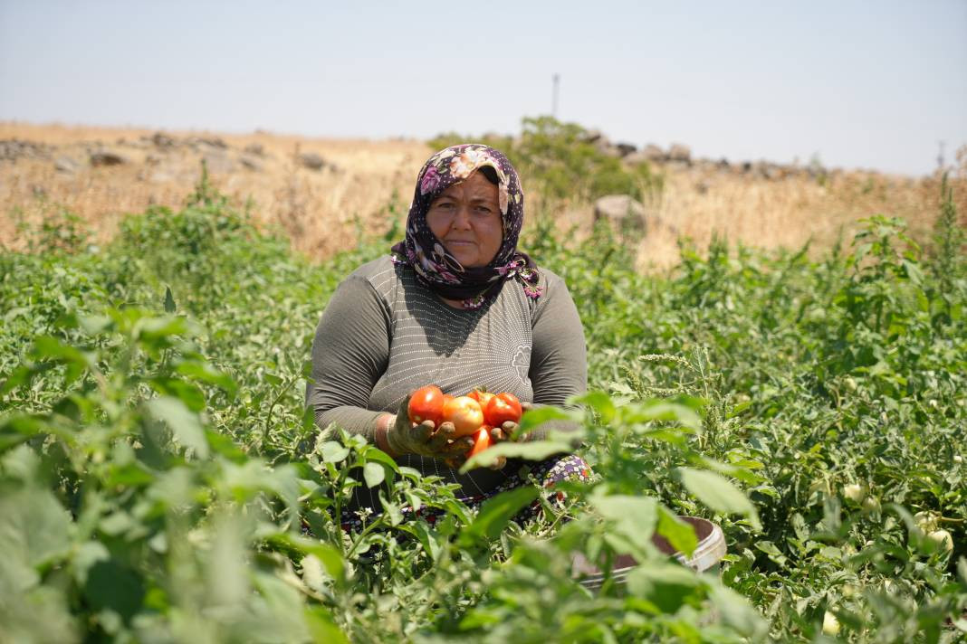 Markette 25 tarlada 5 TL'den gidiyor! 45 derece sıcaklıkta zorlu mesai başladı - Resim: 5