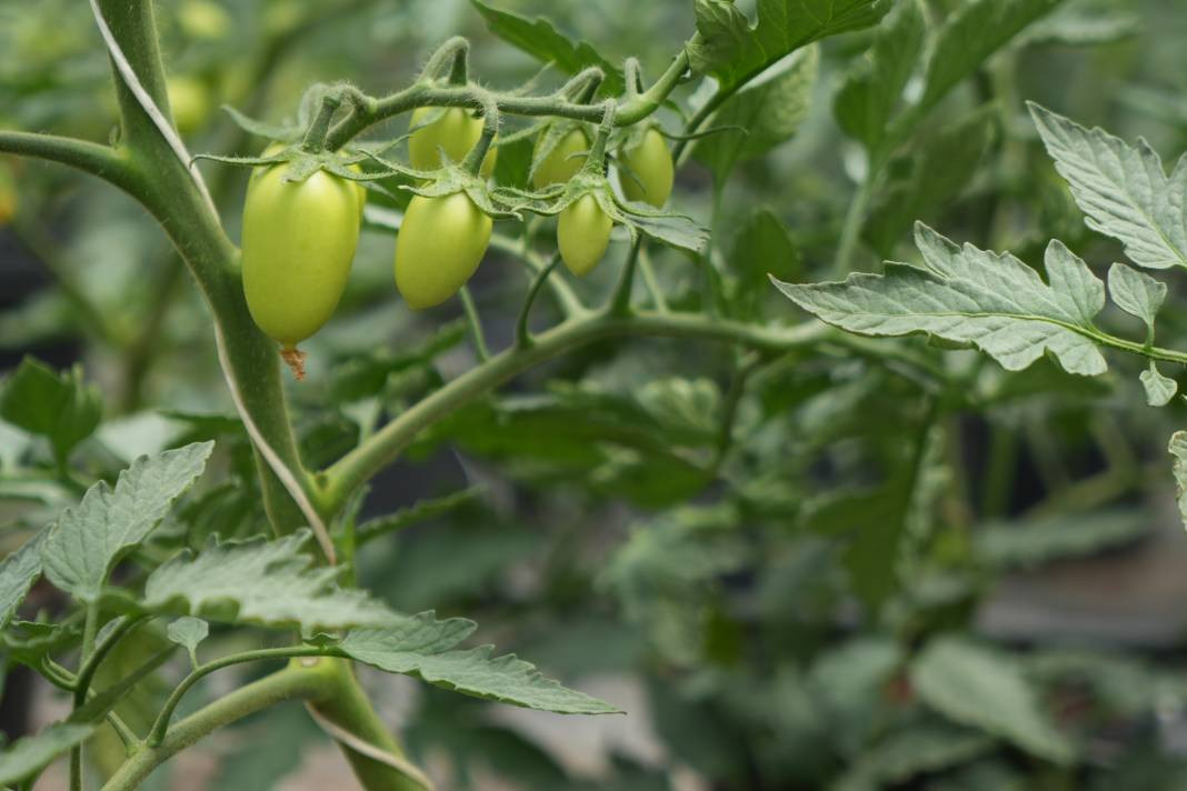 Olumsuz şartlara rağmen en iyisini elde ediyor! Kendisine gelir kapısı oldu - Resim: 6