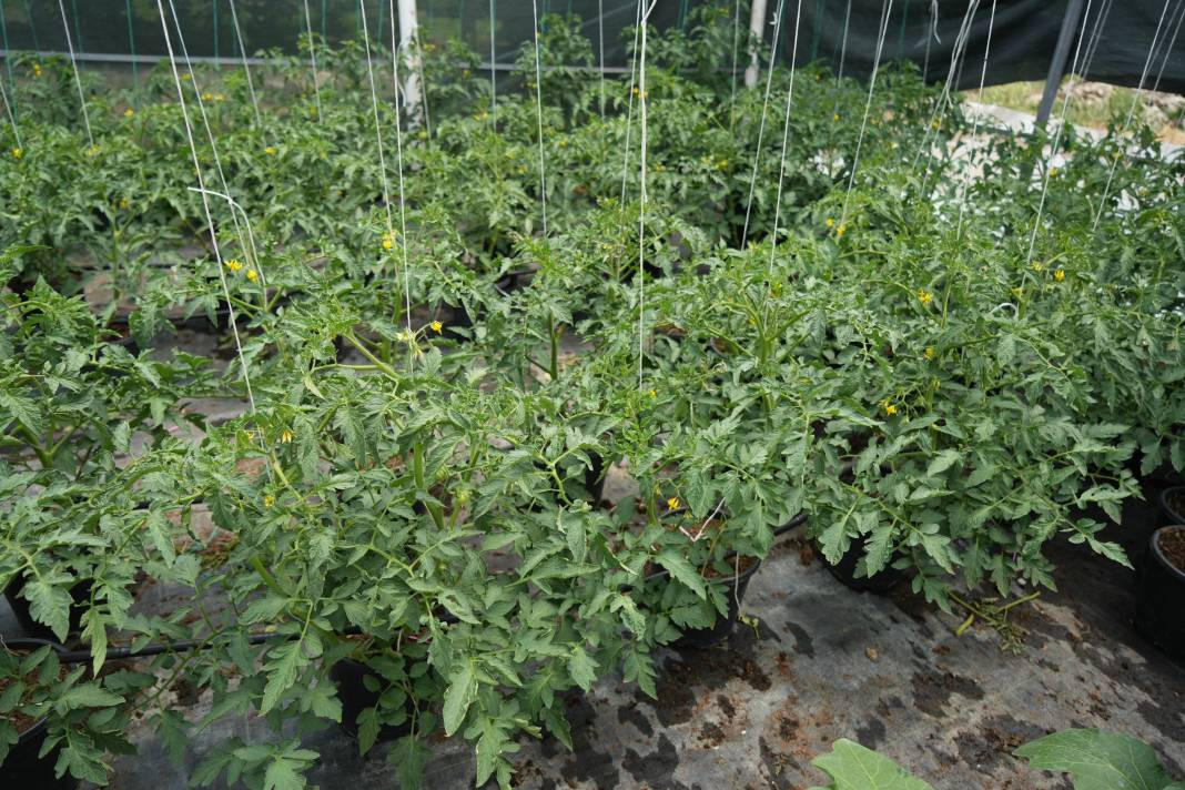 Olumsuz şartlara rağmen en iyisini elde ediyor! Kendisine gelir kapısı oldu - Resim: 3