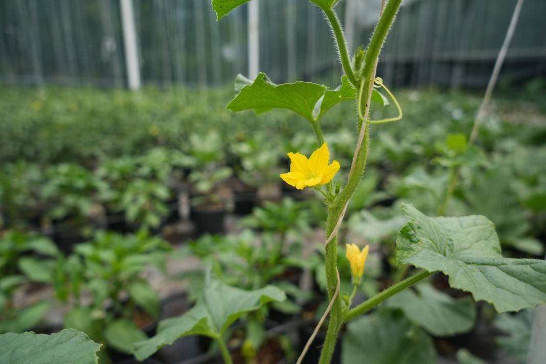 Olumsuz şartlara rağmen en iyisini elde ediyor! Kendisine gelir kapısı oldu - Resim: 7