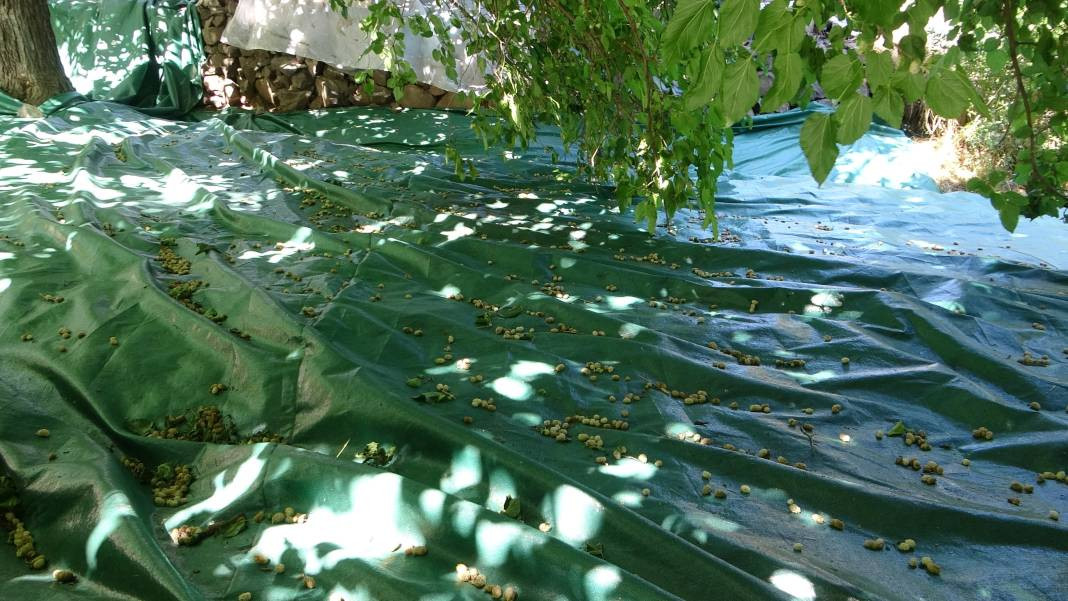 Odun ateşinde pişiriliyor ülserin kökünü kazıyor. Kilosu 200 TL'den kapışılıyor - Resim: 1