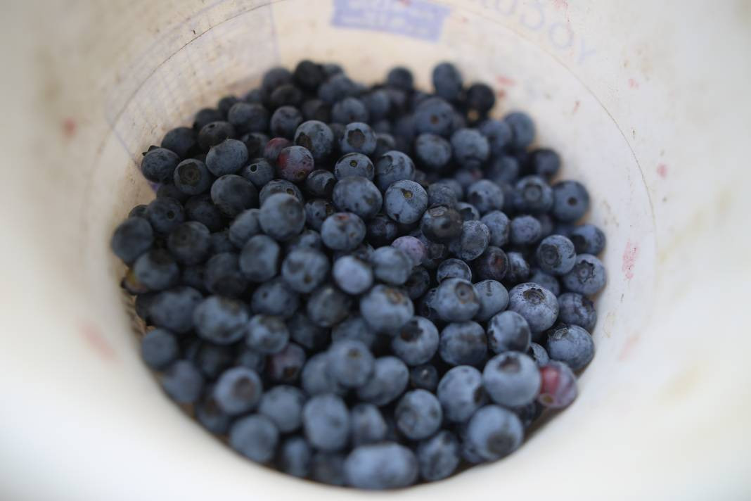 Vitamin deposu meyvenin iyi gelmediği yer yok! Kilosu 300 liradan satılıyor - Resim: 7