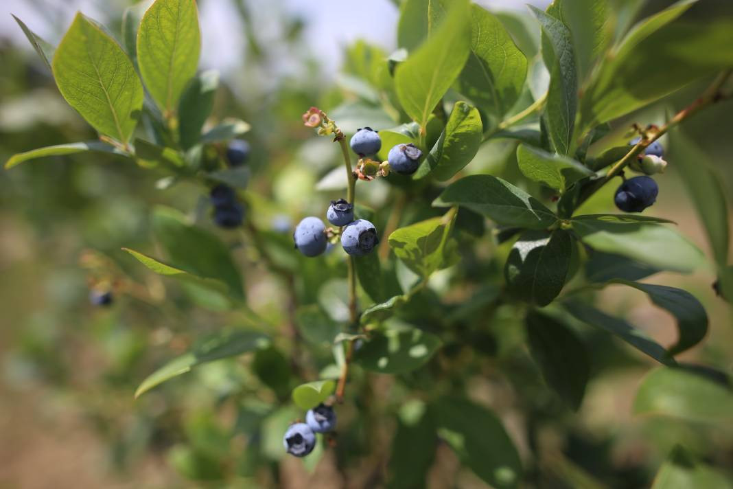Vitamin deposu meyvenin iyi gelmediği yer yok! Kilosu 300 liradan satılıyor - Resim: 8