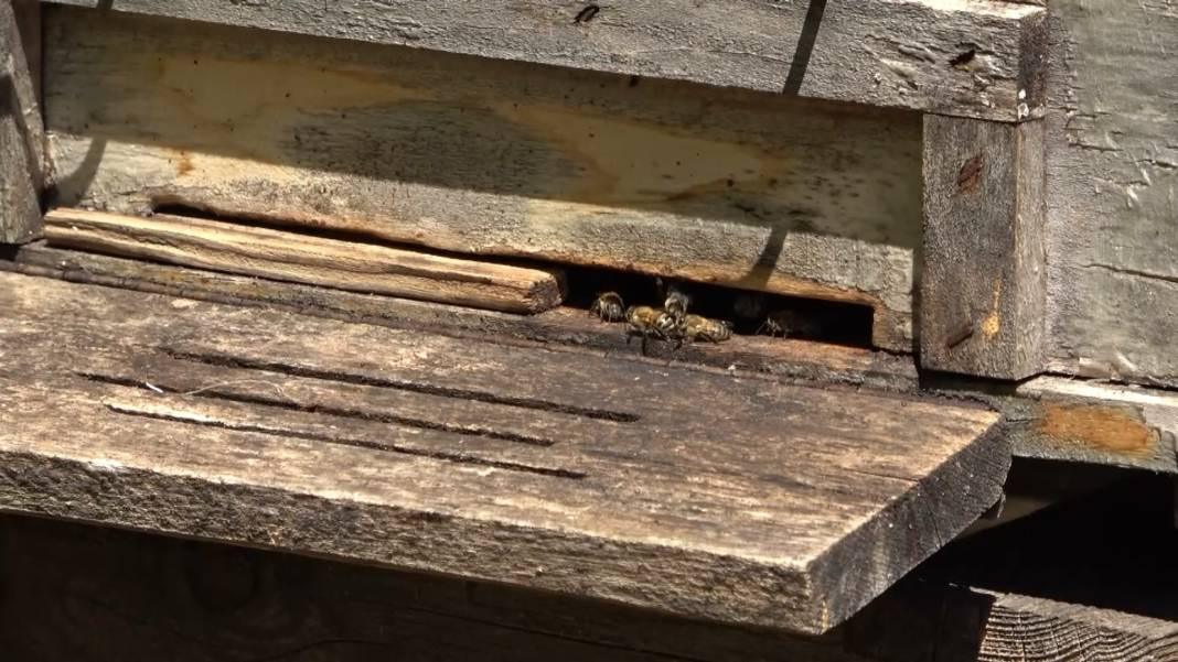 Üzerine yatan dinç kalkıyor. Turistler akın ediyor - Resim: 2