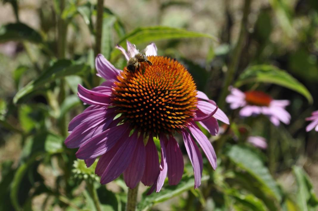 Üzerine yatan dinç kalkıyor. Turistler akın ediyor - Resim: 8